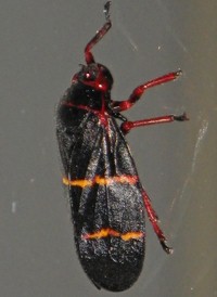 Two-lined Spittlebug